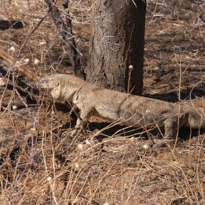 Monitor Lizard