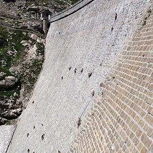 Mountain Sheeps on a Dam...