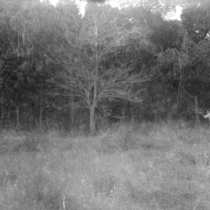 Hunting an Elephant Cambodia, 1946-1962