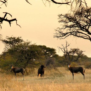 An old Black Wildebeast bull with the Blesboks Namibia