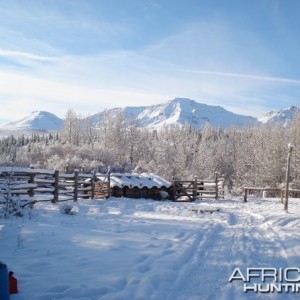 Hunting Moose and Grizzly in Alaska