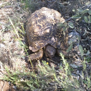 Tortoise South Africa