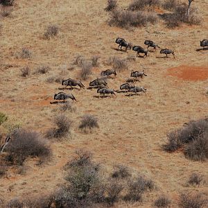 Blue Wildebeest in Namibia