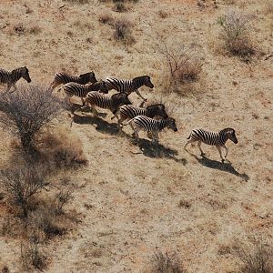 Burchell's Zebra in Namibia