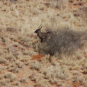 Waterbuck in Namibia