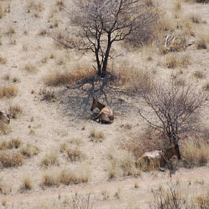 Red Hartebeest in Namibia