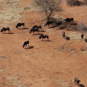 Black Wildebeest in Namibia