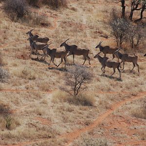 Cape Eland in Namibia