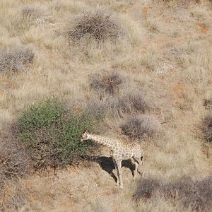 Giraffe in Namibia