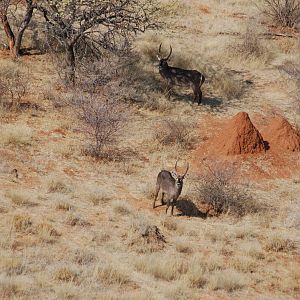 Waterbuck in Namibia