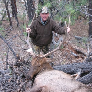 Bowhunting Elk