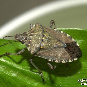 Stink bug