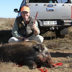 Bushpig hunting with hounds in South Africa