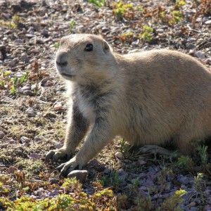 Prairie Dog, USA