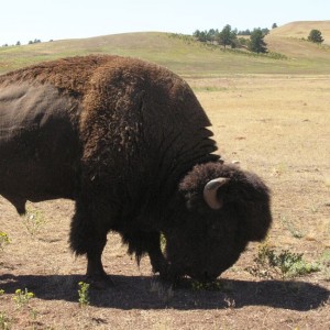 Bison, USA