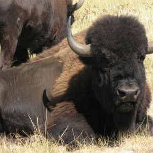 Bison, USA