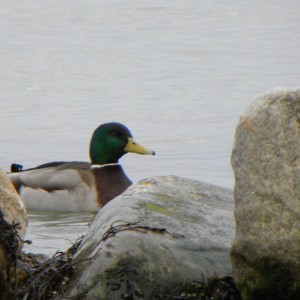 A Grey Duck at the coast, Denmark