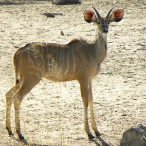 A young Kude bull at the waterhole in Namibia