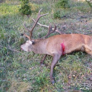 Hunting Red Stag in Bavaria