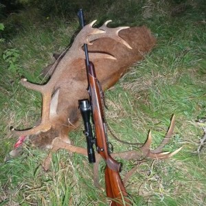 Hunting Red Stag in Bavaria