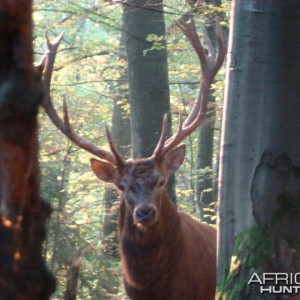 Red Deer stags roaring in the hills of Bavaria