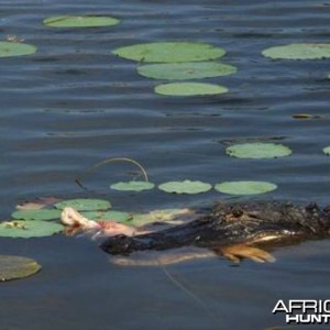 Croc Attack