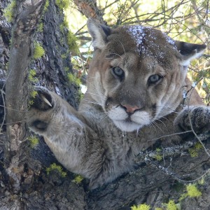 Typical mountain lion stare. Looks like a harmful pussy cat does he not?