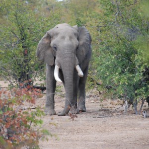 Elephant weighed in at 66/65 lbs