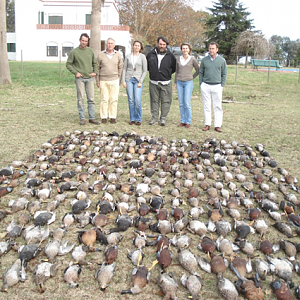 Argentina Hunt Duck