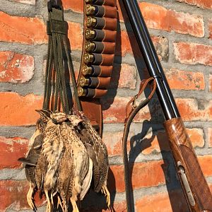 Quail Hunt Croatia