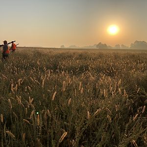 Hunting Quail in Croatia