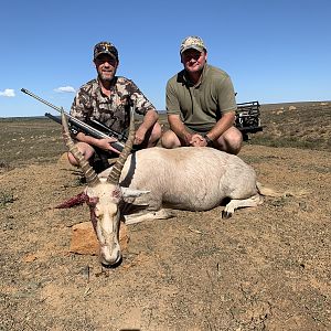 Hunt White Blesbok in South Africa