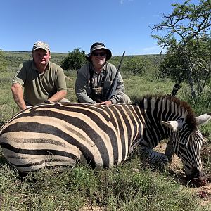 Burchell's Plain Zebra Hunting South Africa