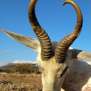 White Springbok Hunting South Africa