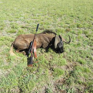 Black Wildebeest Free State