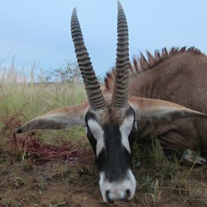 Roan Limpopo