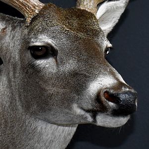 South Texas Whitetail Deer Shoulder Mount Taxidermy