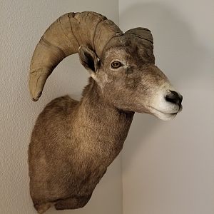 Desert Bighorn Sheep Shoulder Mount Taxidermy