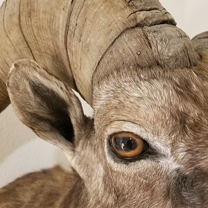 Desert Bighorn Sheep Shoulder Mount Taxidermy