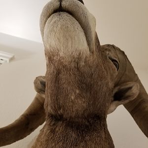 Desert Bighorn Sheep Shoulder Mount Taxidermy