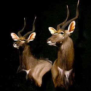 Nyala Shoulder Mount Taxidermy