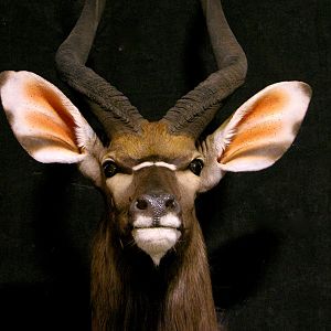 Nyala Shoulder Mount Taxidermy