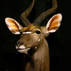 Nyala Shoulder Mount Taxidermy