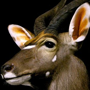 Nyala Shoulder Mount Taxidermy