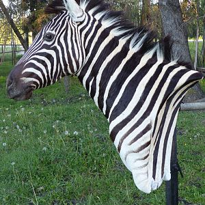 Burchell’s Plain Zebra Shoulder Mount Taxidermy