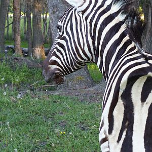 Burchell’s Plain Zebra Shoulder Mount Taxidermy