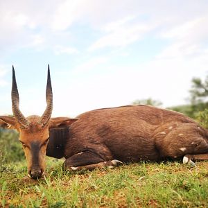 Hunt Bushbuck in South Africa