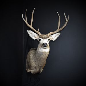 West Texas Mule Deer Shoulder Mount Taxidermy