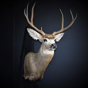 West Texas Mule Deer Shoulder Mount Taxidermy