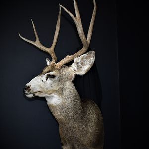 West Texas Mule Deer Shoulder Mount Taxidermy